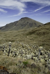 Frailejones, plantes de l'Altiplano, sur le volcan Chiles, entre l'Equateur et la Colimbie