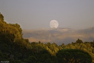 Lever de lune et forêt de pins, Provence, France.