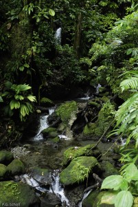 Torrent et forêt tropicale, Dominique, Antilles.