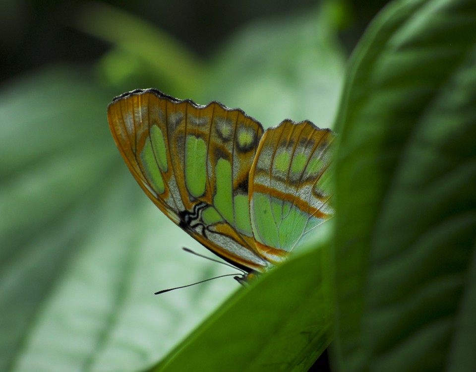 Papillon, Colombie