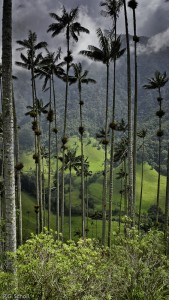 Palmier à cire, arbre national de la Colombie.