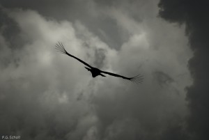 Condor de face en vol dans les nuages, Colombia
