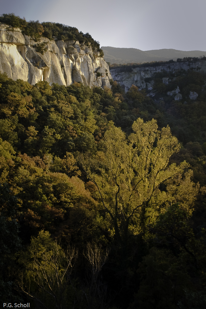 Forêt et falaises du Lubéron, Provence, France.