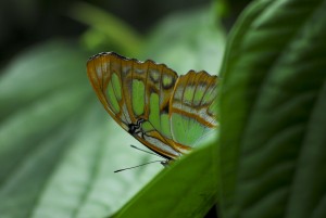 Papillon, Colombie
