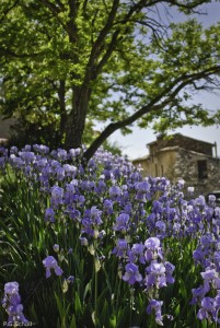 Iris bleu, Provence, France.